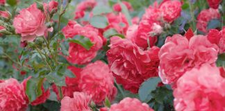 Какие плетистые розы прекрасно растут в средней полосе — личный опыт