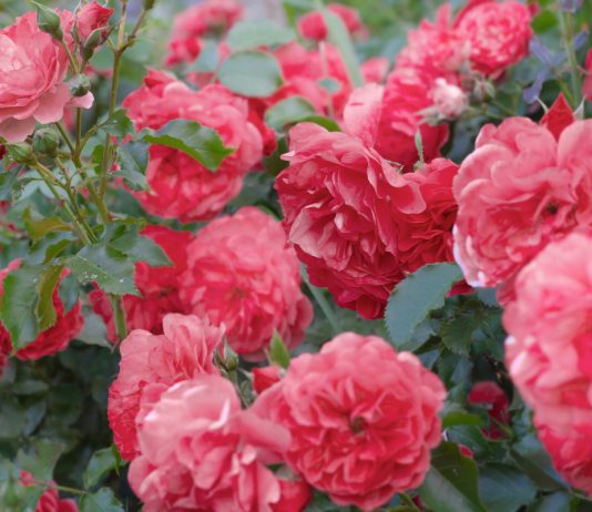 Какие плетистые розы прекрасно растут в средней полосе — личный опыт