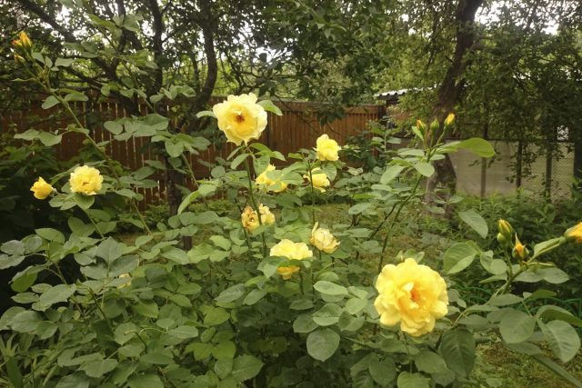 Плетистая роза «Голден Гейт» (Climbing rose ’Golden Gate’)