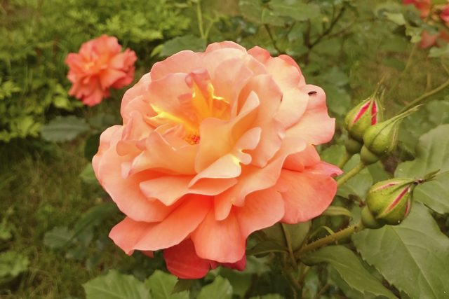 Парковая роза «Вестерлэнд» (Climbing rose ’Westerland’)