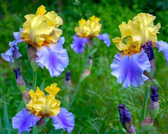 Ирис «Эдит Волфорд» (Iris x hybrida ’Edit Wolford’)