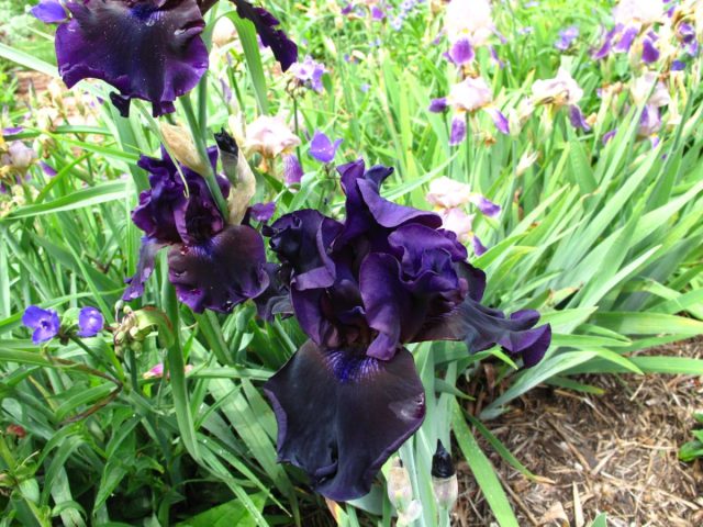 Ирис «Блэк Драгон» (Iris x hybrida 'Black Dragon')