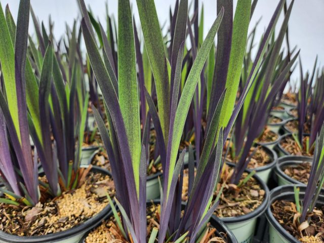 Ирис разноцветный «Пурпл Флейм» (Iris versicolor ’Purple Flame’)