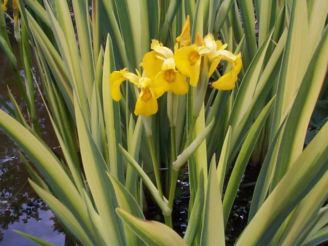 Ирис болотный, или желтый «Вариегата» (Iris pseudacorus 'Variegata')