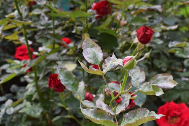 Розы легко поражает мучнистая роса, которая особенно активно распространяется в сырую погоду