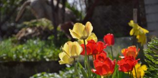 Мой секрет неприхотливых тюльпанов — выращиваем без выкапывания