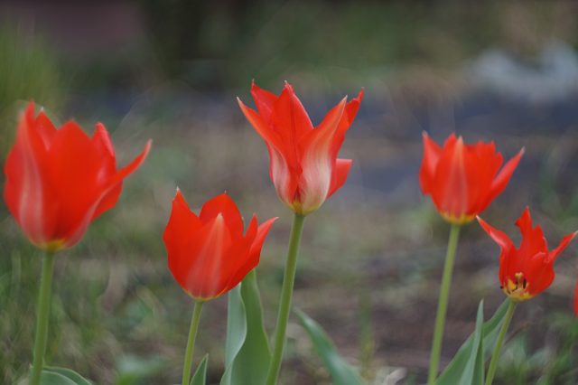 Цветки тюльпана Грейга примечательны отогнутыми лепестками, контрастными полосками на внешней стороне и пятнами внутри бокала