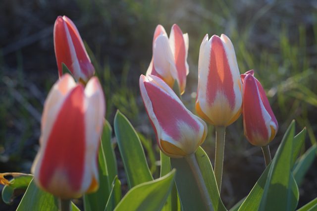 Тюльпаны Фостера очень неприхотливы, которые в большинстве случаев будут размножаться и заселять сад самостоятельно