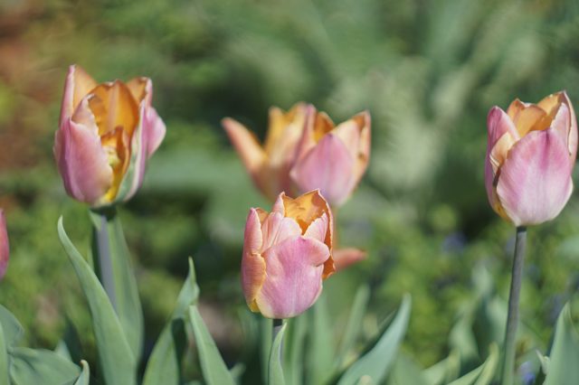 Среди всех видов тюльпаны Триумф представляют самый большой выбор окрасок