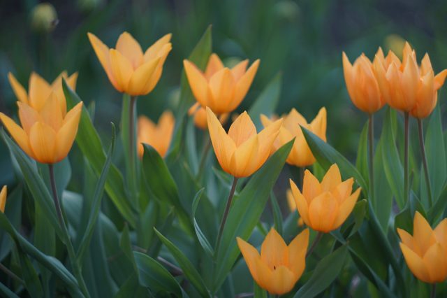 Среди видовых тюльпанов можно найти самые быстроразрастающиеся виды и устойчивых долгожителей