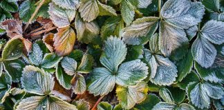 Можно ли спасти растения: оцениваем последствия заморозков