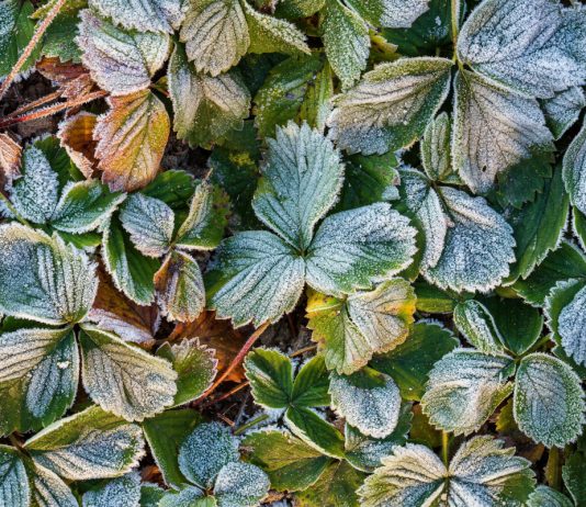 Можно ли спасти растения: оцениваем последствия заморозков