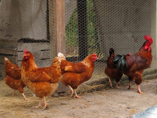 В большинстве случаев наличие самца в стаде гарантирует порядок и исключает драки куриц за корм, территорию или лидерство
