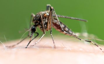 Отдых без комаров: как защитить себя от назойливых кровопийц