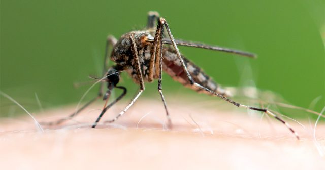 Отдых без комаров: как защитить себя от назойливых кровопийц