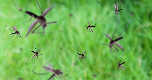 Цвет привлекал комаров только в совокупности с другими раздражающими факторами – СО2, температурой и запахом, а не сам по себе