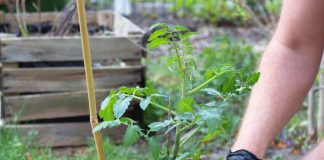 Ранние всходы и защита от заморозков: растим помидоры в вёдрах по методу Ригина