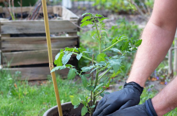 Ранние всходы и защита от заморозков: растим помидоры в вёдрах по методу Ригина