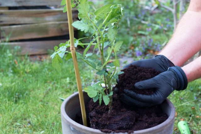 Растим помидоры в вёдрах по методу Ригина — ранние всходы и защита от заморозков