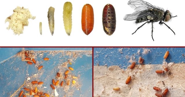 Кстати, у мух могут зимовать все стадии – взрослые насекомые (имаго), личинки, куколки и яйца