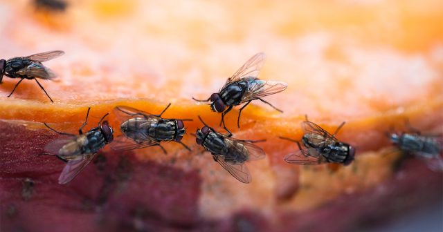 В борьбе с мухами самое главное – не запускать проблему