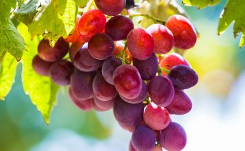 Всё, что нужно знать, о подкормках винограда