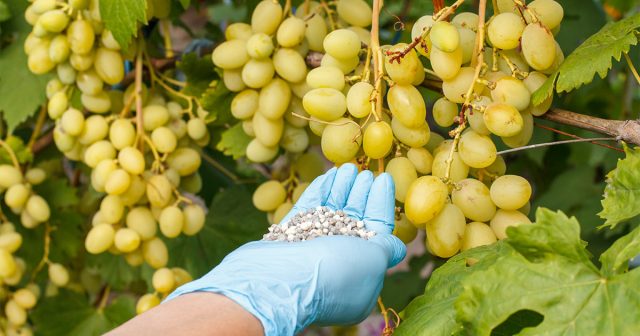 Подкормка винограда в Подмосковье и на большей части центрального района страны может проводиться в лунки или круговые канавки вокруг ствола глубиной 25-40 см