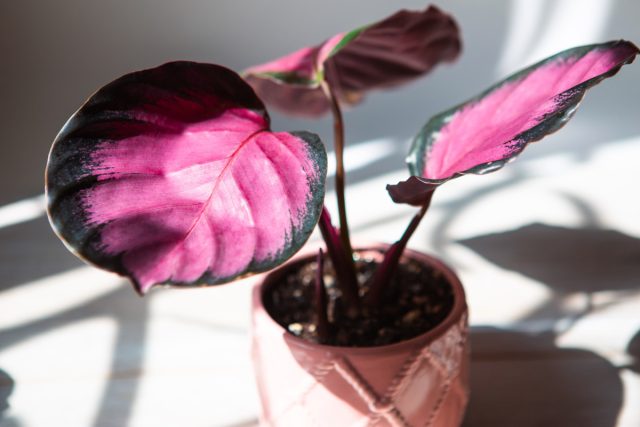 Яркие комнатные растения с розовой листвой