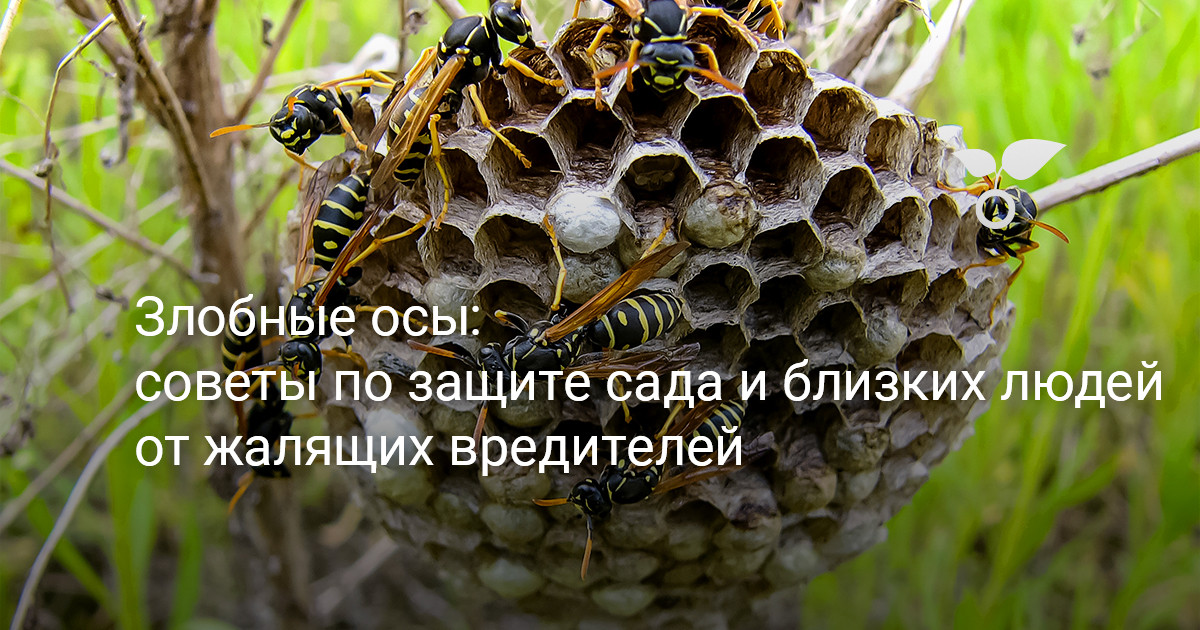 Как избавиться от ос на даче – проверенные способы борьбы с насекомыми | Дела огородные (shashlichniydvorik-troitsk.ru)