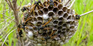 Злобные осы: советы по защите сада и близких людей от жалящих вредителей