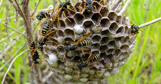 Злобные осы: советы по защите сада и близких людей от жалящих вредителей 
