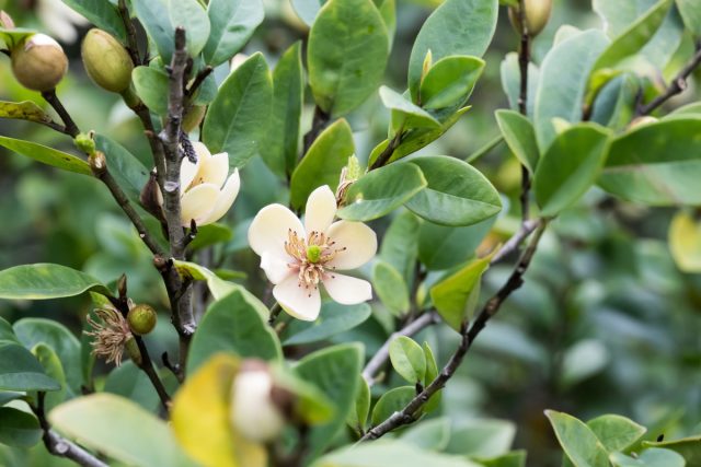 Свое название магнолия буроватая (Michelia figo) получила потому, что ее цветы пахнут бананами! 