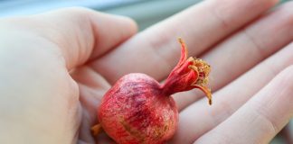 11 необычных фруктов, которые можно вырастить дома