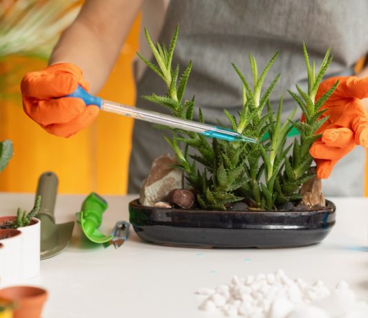 Что необходимо знать об удобрениях комнатных растений — пособие новичкам