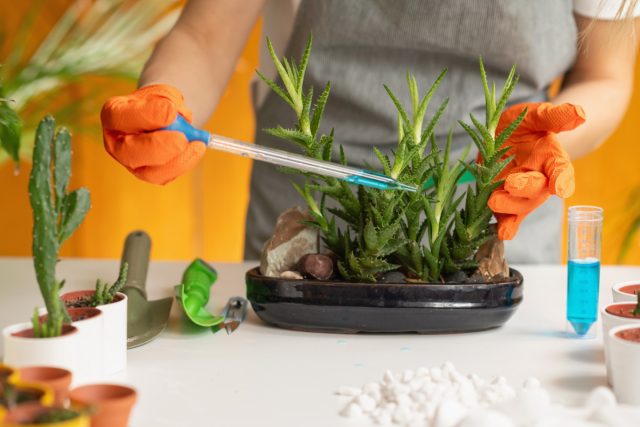 Что необходимо знать об удобрениях комнатных растений — пособие новичкам