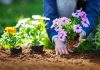 Как сохранить цветник красивым и здоровым надолго — советы по уходу