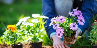 Как сохранить цветник красивым и здоровым надолго — советы по уходу