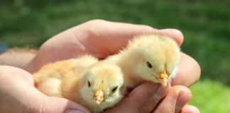 Как сохранить здоровье цыплят — советы по профилактике болезней