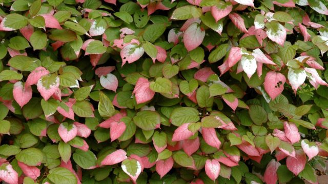Во время цветения листья на мужских растениях окрашиваются от кончика в белый и/или розовый цвета.