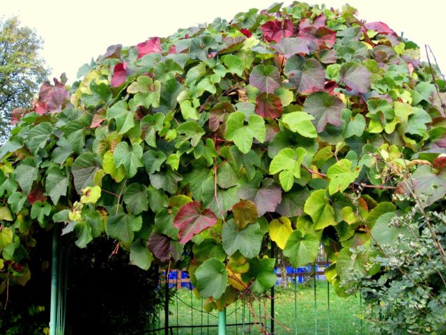 Виноград амурский - наиболее зимостойкий вид, зимующий в средней полосе без укрытия.