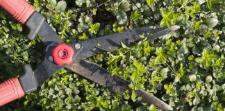 Как восстановить старые и ржавые садовые ножницы, кусторезы и секаторы