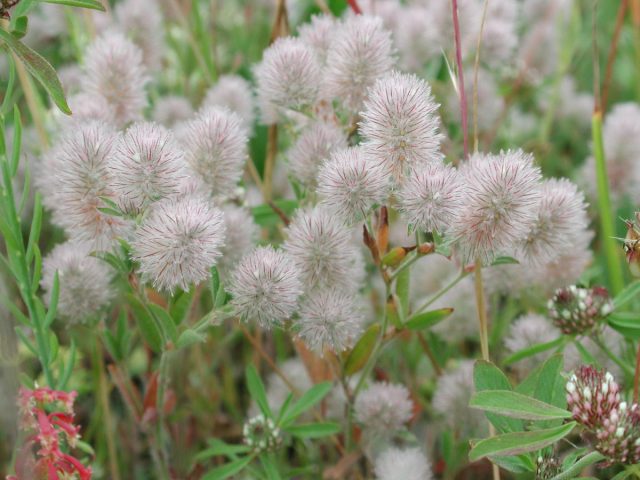 Клевер пашенный, или кошачий (Trifolium arvense) - прямостоячее однолетнее растение с раскидистыми побегами 10-30 см в высоту.