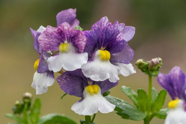 Предпочтительнее высаживать мелкоцветковую немезию лазоревую, у которой не осыпаются цветки