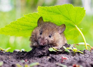 Нашествие грызунов: как спасти свой огород от мышей