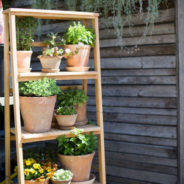 На полках стеллажей размещают декоративно-лиственные и цветущие, прямостоячие и ампельные растения в кашпо и ящиках