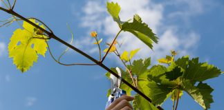 Обязательные этапы ухода за виноградом в начале лета