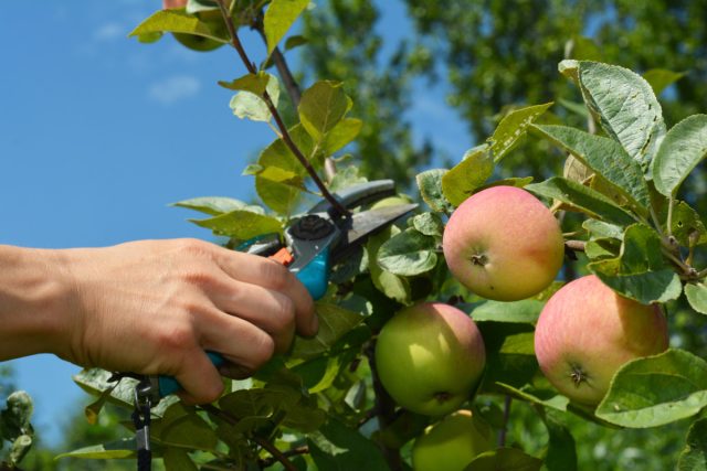 Обязательные операции на плодовых деревьях летом для лучшего урожая