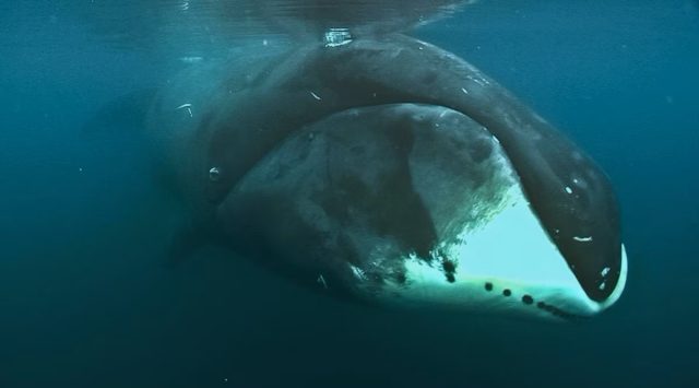 Гренландские, или полярные киты - самые долгоживущие млекопитающие.