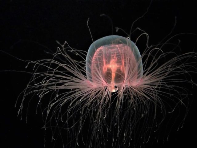 Бессмертная медуза (Turritopsis dohrnii) - вид биологически бессмертных медуз, которые обитают в водах тропического и умеренного климата во всём мире.