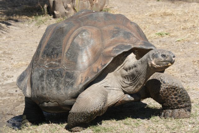 Рекордсменами в долголетии стали гигантские и слоновые (они же галапагосские) черепахи.